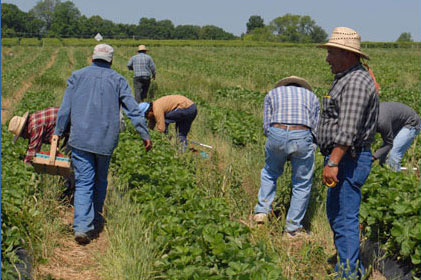 Illinois Farmworkers